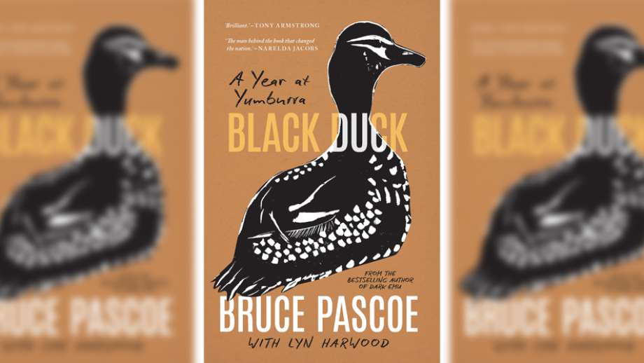Black duck by Bruce Pascoe