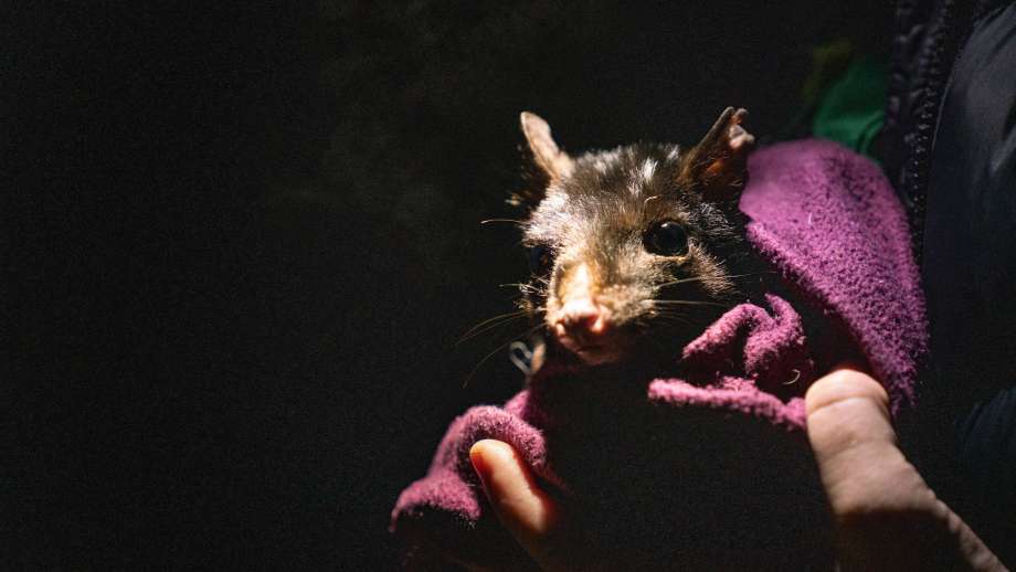 A close-up of a quoll wrapped in a blanket. The background is black.