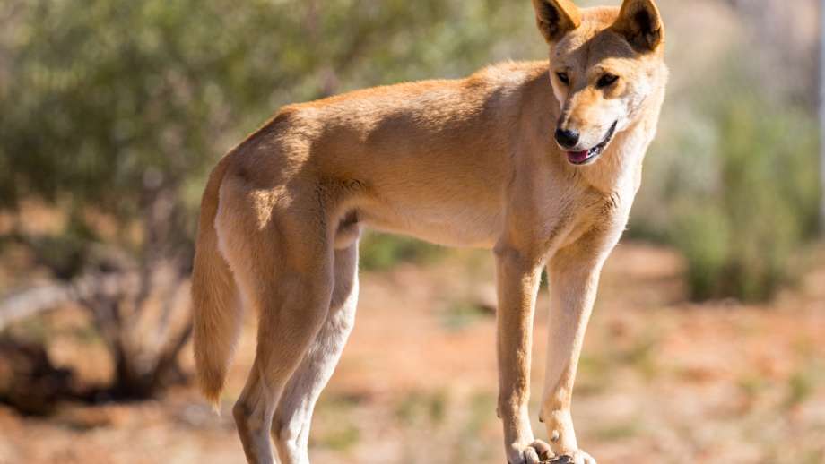 A dingo standing on a branch
