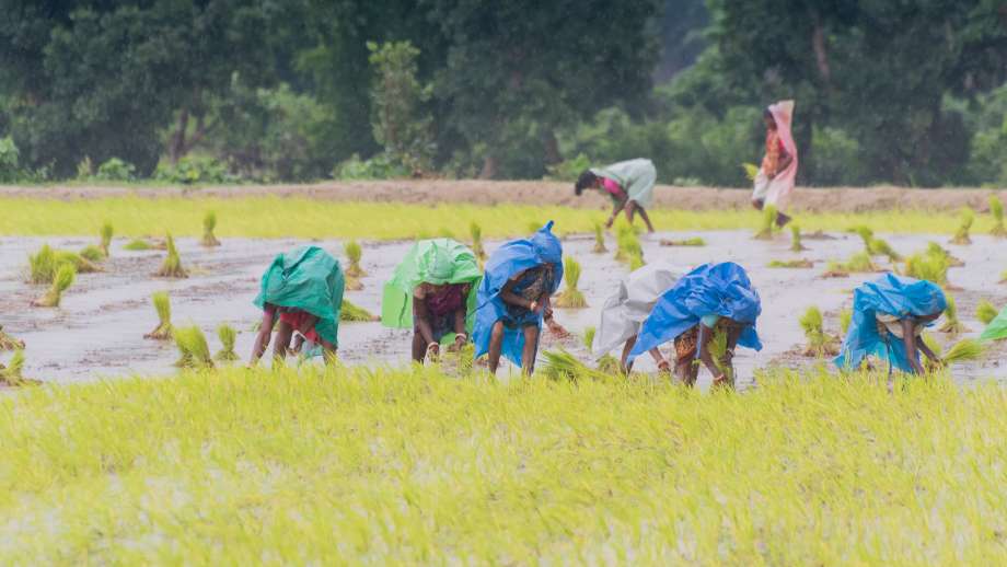 Women at farming paddy in India