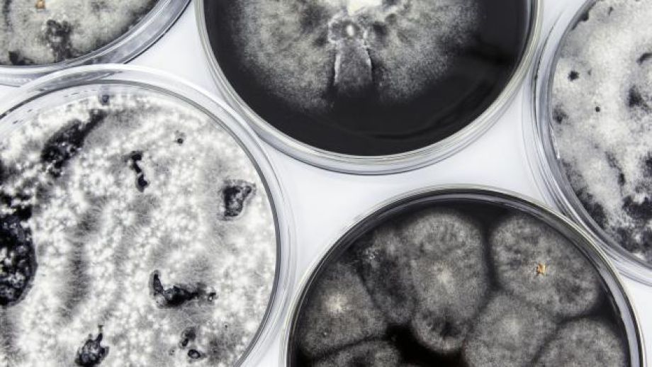 Image: Alia Parker, How to Share a Multispecies Meal process image, 2022. Photo: Alia Parker.