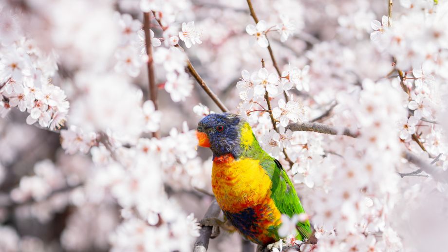 A Rainbow Lorikeet sits in a blossoming cherry tree.