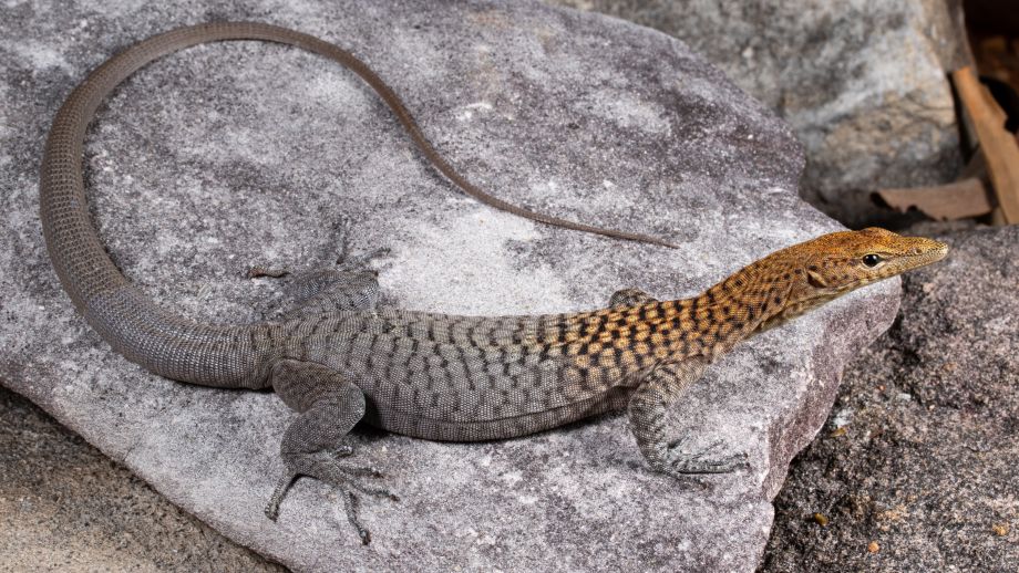 The Orange-headed Rock Monitor (Varanus umbra) with its spotted grey body and distinct orange head