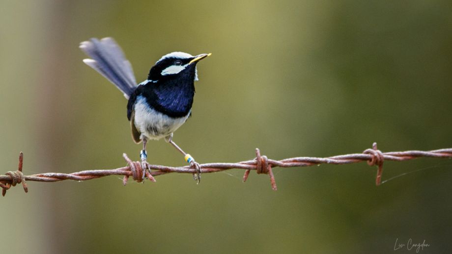 A blue fairy-wren perched on barbed wire