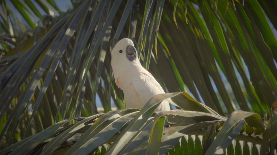 Salmon-crested cockatoo sitting on a tree branch.