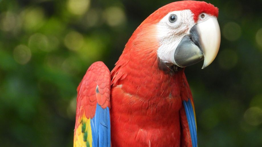 A Scarlet Macaw chick