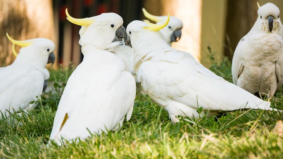 A close image of five white cockatoos occupying a grassed area