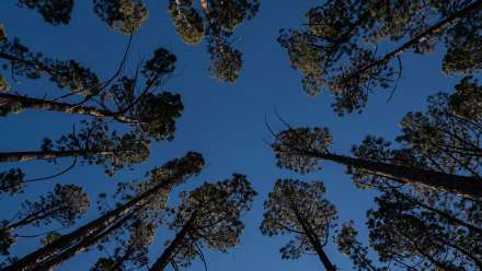 Image: Mount Stromlo pines seen from the forest floor. Photo by Lannon Harley/ANU.