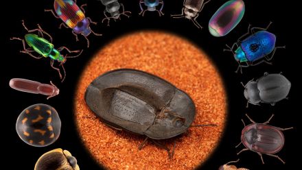 An image showing all of the different species of darkling beetle body shapes and colours thanks to hundreds of millions of years of evolution.