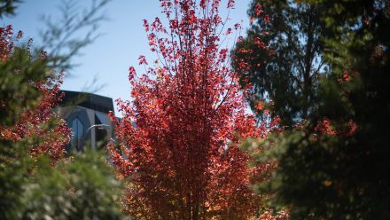 Autumn leaves