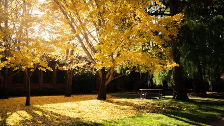 Autumn tree's