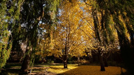 Autumn leaves turn yellow at in Canberra, ACT.