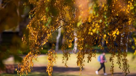 Autumn colours on the campus