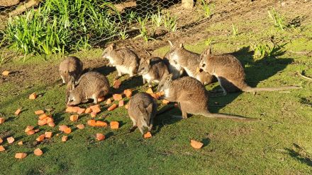 Parma wallabies at a private enclosure at Yengo, Mount Wilson in New South Wales.