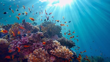 A coral reef with different coloured fish around it