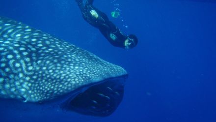A diver and a whale shark swim beside each other. 