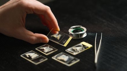Samples of ancient boar teeth inside transparent cases