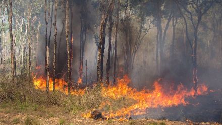 Fire engulfing bush in the Northern Territory, Australia. 