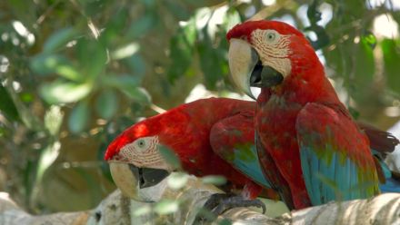 Two red-and-green Macaws on a tree branch