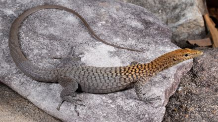 The Orange-headed Rock Monitor (Varanus umbra) with its spotted grey body and distinct orange head