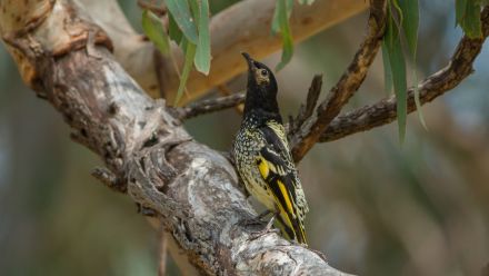 A black and yellow regent honeyeater on a tree branch. 