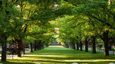 University Avenue ANU