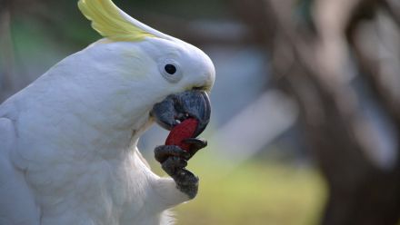 Sulphur-crested cockatoo eating an almond. 