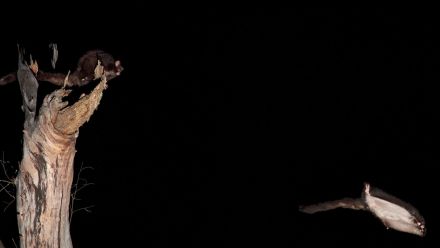 A greater glider perching in a tree, and another glider soaring through the air.