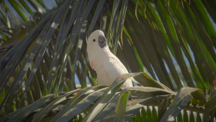 Salmon-crested cockatoo sitting on a tree branch.