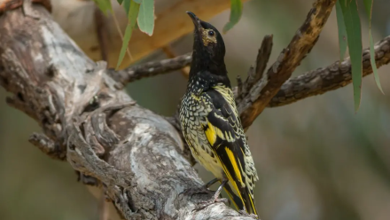 Regent honeyeater. Photo: Murray Chambers