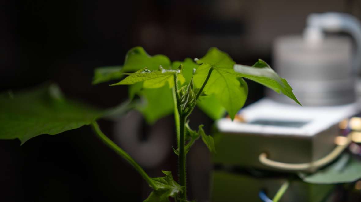<span class='pullquote'>ANU scientists are closer to breeding crops that are capable of sucking far more carbon dioxide from the atmosphere in a much more efficient way. Photo: Tracey Nearmy/ANU</span>
