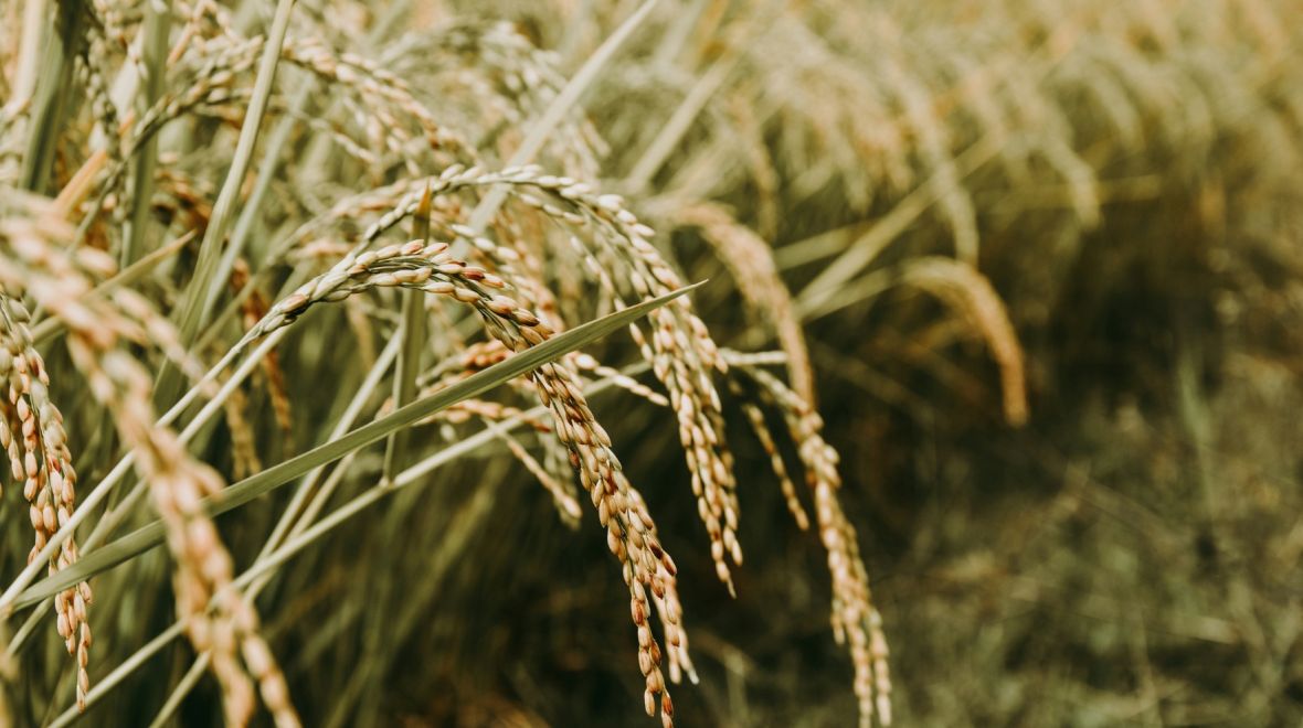 Rice is the primary staple food for more than half of the world's population. Photo: Sandy Ravaloniaina/Unsplash