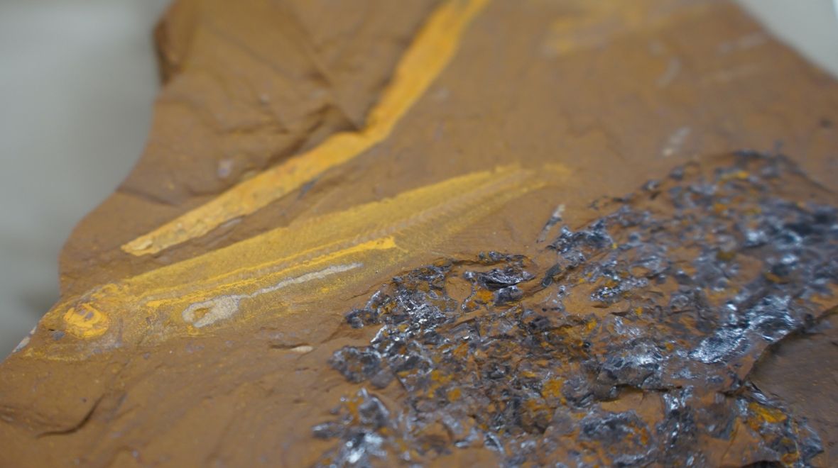 Ferruaspis brocksi is the first fossil freshwater Australian Smelt to be found in Australia. Photo: Laura Martin