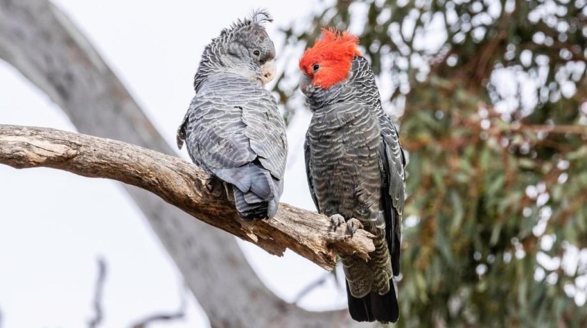 A female and male gang-gang cockatoo. Photo: Shutterstock