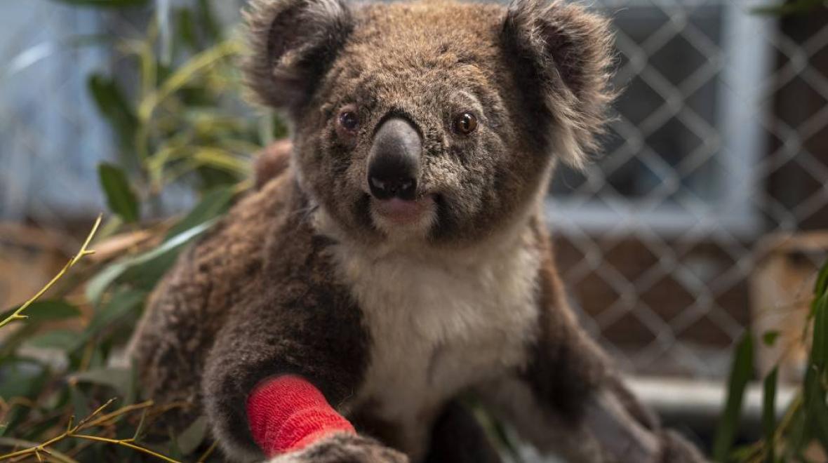 injured koala