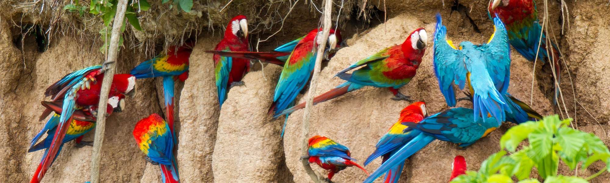 Free as a bird: forensic genomics to stop wildlife trafficking