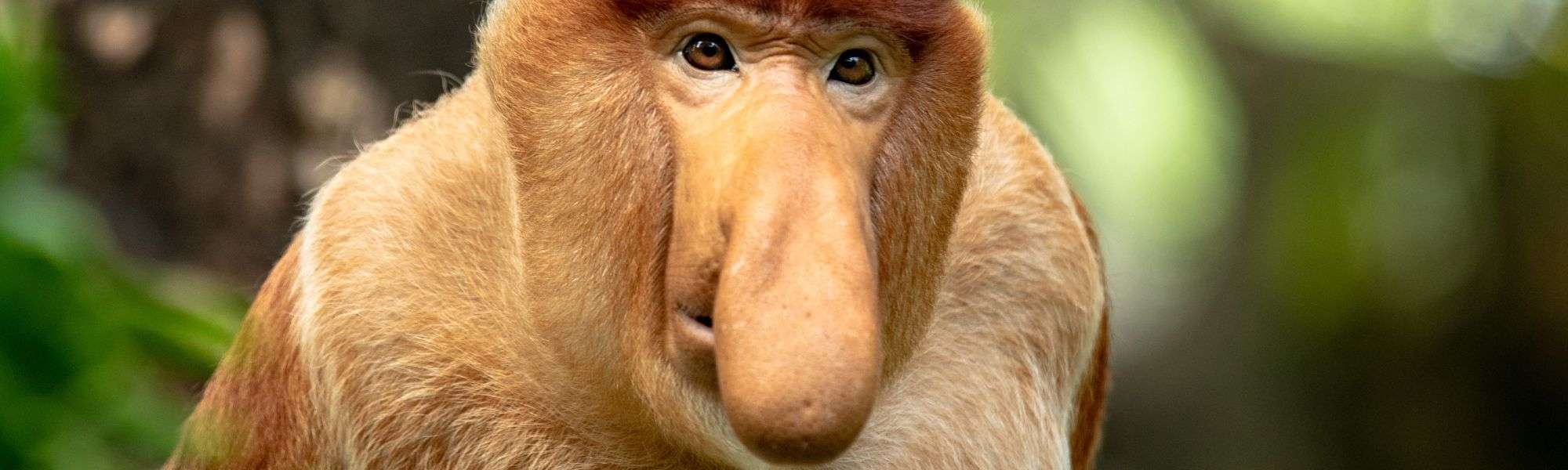 Male proboscis monkeys’ enhanced noses evolved to attract mates