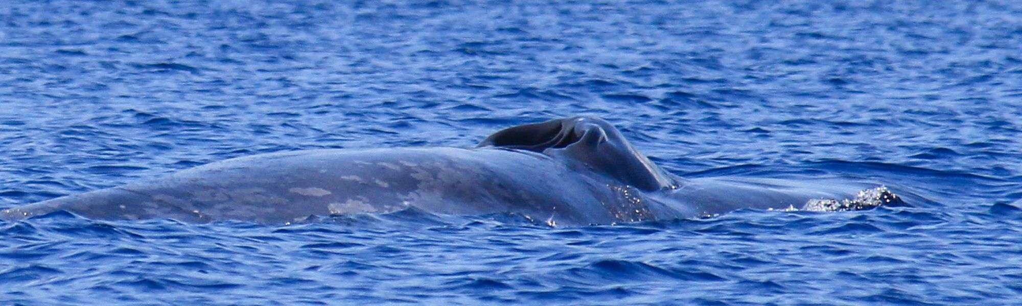 Intimate private lives of blue whales revealed for the first time