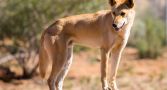 A dingo standing on a branch