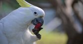Sulphur-crested cockatoo eating an almond. 