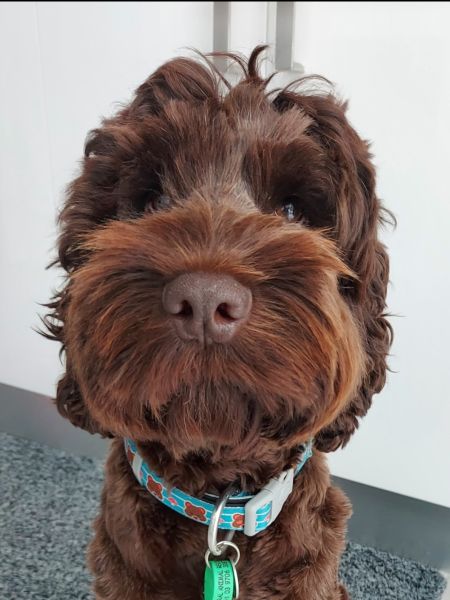 Fluffy dark brown dog with wavy fur and a blue collar