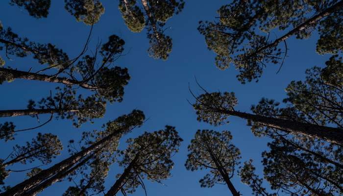 Image: Mount Stromlo pines seen from the forest floor. Photo by Lannon Harley/ANU.