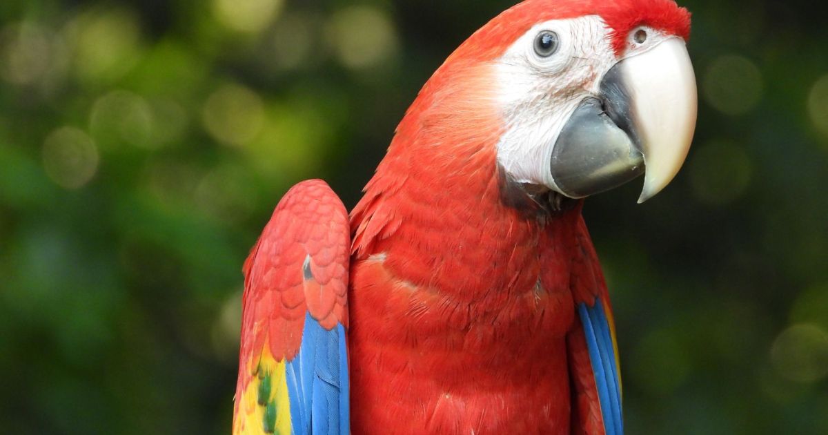 Mapping the shadows: scientists predict the ‘hidden highways’ of Mexico’s illegal wildlife trade
