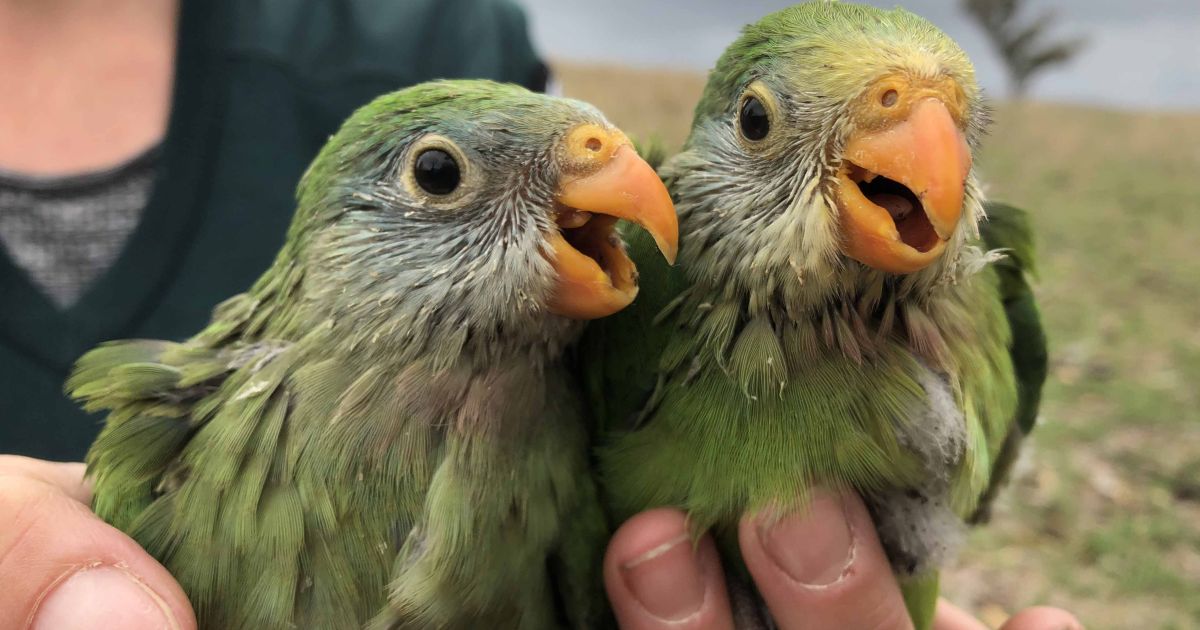 New study could offer helping hand for picky parrots | Australian ...