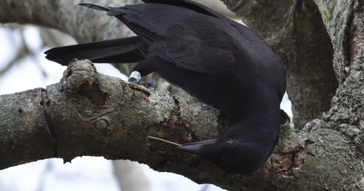 DNA helps solve riddle of how clever crows craft tools | Australian ...
