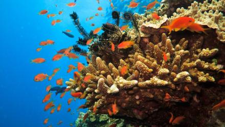 orange fish swimming by coral in Australia's Great Barrier Reef