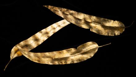 Three gilded gum leaves