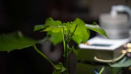 A plant inside a laboratory. There is equipment in the background.