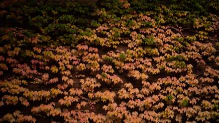 Autumn Colour leaves on wall