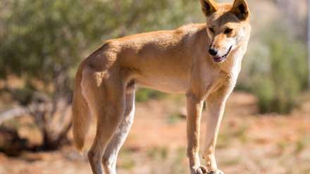 A dingo standing on a branch
